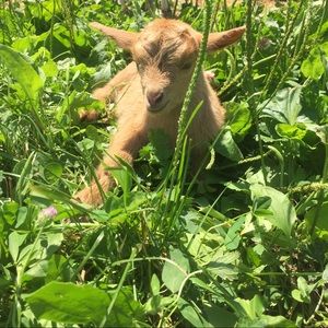 Meet your Posher, Heidi